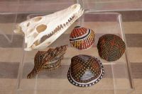 Skull and fabric shells on table 