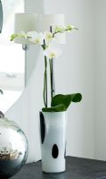 Orchid on console table 