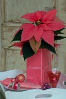 Poinsettia and Christmas decorations 