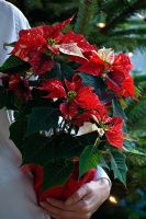 Carrying a pointsettia 