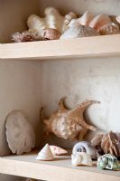 Shells displayed on bathroom shelves 