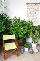 Chair and potted plants in courtyard garden