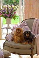Pet dogs on armchair in classic living room 