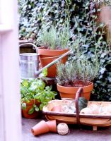 Containers of herbs in garden