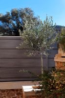 Olive tree in planter by garden fence 