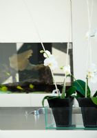 Orchids on modern kitchen worktop