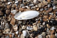 Cuttlefish bone on pebble beach, detail