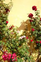 Rose bush against exterior wall, detail