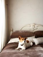 Pet dog on bed