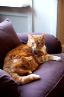 Pet cat on armchair