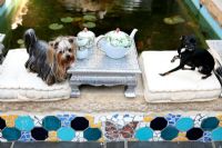 Pet dogs sitting by exterior pond