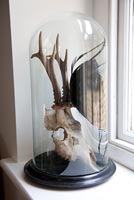 Deer skull in bell jar
