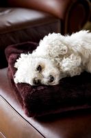 White dog lying on leather armchair