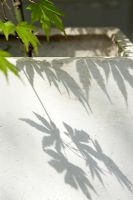 Shadow of plant in concrete planter, detail