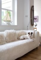 Pet dog lying on modern white sofa 