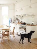 Modern kitchen and black dog
