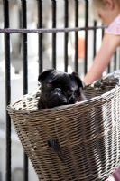 Black Pug in basket