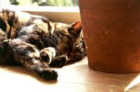 Cat sleeping on wooden surface