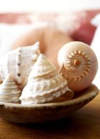 Collection of sea shells in a bowl