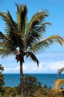 Palm tree and sea view