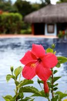 Hibiscus flower by swimming pool