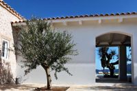 Olive tree in courtyard