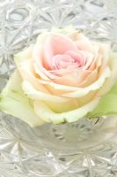 Single pink Rose floating in crystal dish