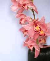 Pink Orchids against blue wall