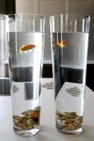 Two pet goldfish in glasses 