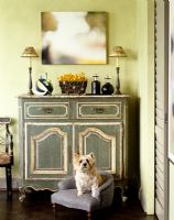 Pet dog in classic living room 