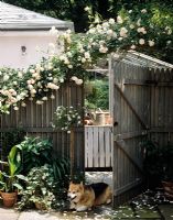 Pet dog lying by country garden gate 