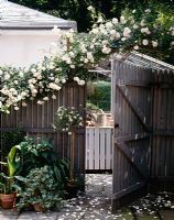 Rose covered fence and gate in country garden 