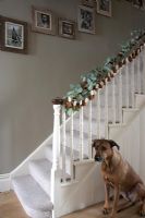Pet dog by decorated staircase 