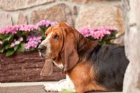 Portrait of pet Basset hound 