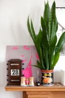 Vintage items and plant on mantelpiece 