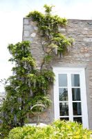 Exterior of house with wisteria creeper