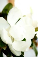 Close-up of white flower 