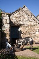 Pigs eating in country garden 