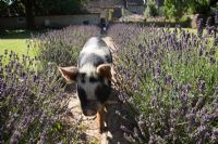 Pig walking down lavender lined country path 