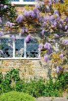 Wisteria growing over country house exterior 