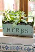 Herb planter in classic kitchen 