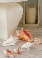 Collection of conch shells
