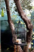 Birdcage hanging from tree