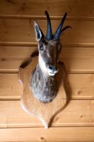 Wall mounted stuffed deer head 