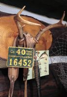 Sign and accessories on wall mounted antlers 