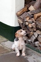Pet dog sitting by firewood pile 