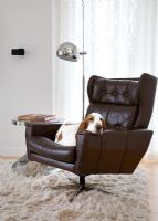 Pet dog on vintage armchair 