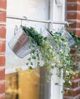 Decorative buckets with ivy