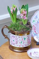 Hyacinth in decorative mug