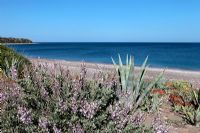 Beach and coastal plants, Greece
